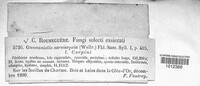 Gnomonia nervisequa image